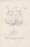 Bidrag till k&auml;nnedomen om de svenska Fanerogama &ouml;rternas skottutveckling och &ouml;fvervintring. Akademisk afhandling