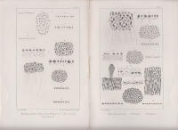 F&ouml;rs&ouml;k till en monographi &ouml;fver algsl&auml;gtet Monostroma. Med fyra taflor. Academisk afhandling
