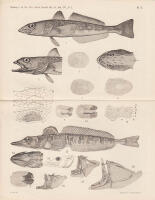 Poissons de l'exp&eacute;dition scientifique &agrave; la Terre de Feu sous la direction du Docteur O. Nordenski&ouml;ld, recueillis par le Docteur A. Ohlin et Mr. H. &Aring;kerman. I. Nototheniae. Avec 3 planches + Poissons de l'exp&eacute;dition scientifique &agrave; la Terre de Feu. ... II. Avec 6 planches + Poissons d'eau douce de la Patagonie recueillis par E. Nordenski&ouml;ld 1898-99. D&eacute;crits. Avec 4 planches