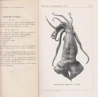 On the Cephalopods collected by the Swedish Expedition to Tierra del Fuego 1895-96. With Plate IV and V