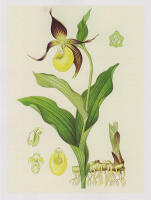 Blomstervandringar i Linn&eacute;s s&auml;llskap