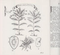 Sponsalia Plantarum eller Blomstrens Bil&auml;ger