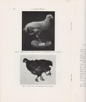 Om Linn&eacute; och monstra samt fyrbenta f&aring;glar och tveh&ouml;vdade