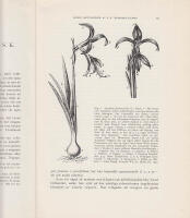 Linn&eacute;s iakttagelser av s.k. knoppmutationer