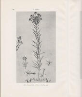 N&aring;gra ord om Linn&eacute;s Peloria och dess Locus Classicus 