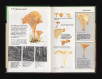 Matsvampar i f&auml;rg