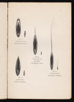 Svenska gr&auml;sarters fr&ouml;n. Afbildade och i en skematisk &ouml;fversigt beskrifna