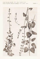 Fuerstia. Eine neue afrikanische Pflanzengattung. Mit 2 lichtdrucktaffeln