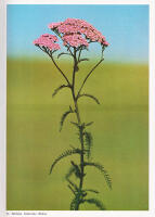 &Ouml;rtabok. Blombilder av Sune och Stina Jonsson