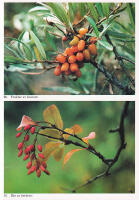 Blombok. Bilder av markens &ouml;rter, ris och tr&auml;d. Medarbetare vid f&auml;ltarbeten, bildurval och excerptinsamling: Stina Jonsson