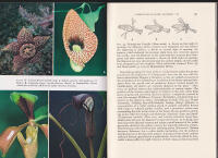 The Pollination of Flowers. With 19 colour photographs, 181 photographs in black and white and 134 line drawings