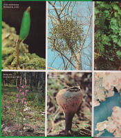 Florav&aring;rd i skogsbruket. Del 2. Artdel