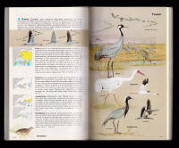 F&aring;glarna i Europa, Nordafrika och Mellersta &ouml;stern. &Ouml;vers&auml;ttning och svensk bearbetning av Carl-Fredrik Lundevall (1921-2014)