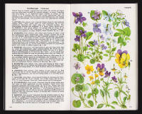 Bonniers Flora i f&auml;rg. En f&auml;lthandbok. Mer &auml;n 1000 nordeuropeiska blommor i text och bild