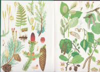 Den svenska skogens historia