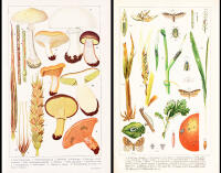 Naturl&auml;ra f&ouml;r lantm&auml;n. I. Fysik. II. Kemi och geologi. III. Botanik. IV. Zoologi (av V)