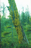 Botnia. Landet som reser sig ur havet