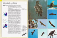 F&auml;rgfotoguiden &ouml;ver alla Europas f&aring;glar