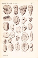 Marine Schalenablagerungen Nord-Bohusl&auml;ns