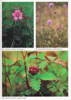 &Ouml;rtabok. Blombilder av Sune och Stina Jonsson