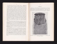 V&aring;ra sm&aring;djur i saltvatten. Illustrerad fickbok