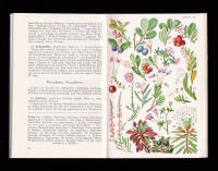 V&aring;ra vilda v&auml;xter och hur man k&auml;nner igen dem. Illustrerad fickbok. Del I. Fj&auml;llv&auml;xter