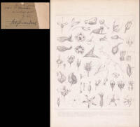 Om postflorationen och dess betydelse s&aring;som skyddsmedel f&ouml;r fruktanlaget. Med 4 taflor