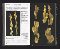 Vanliga tr&auml;d och buskar i Europa under vinterhalv&aring;ret. En best&auml;mmningsbok f&ouml;r 150 vedartade v&auml;xter