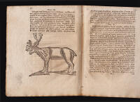 Exercitatio academica delineationem Rangiferi breviter exhibens, quam ... pr&aelig;side ... Julio Micrandro ... pro gradu magisterii public&aelig; candidorum censur&aelig; modeste sistit Petrus O. Graan Westrobothn. ... In auditorio Gustav. majori ad d. 29. Aprilis anno M DC LXXXV (Diss. pr&aelig;ses M. Julio Micrandro, 1640-1702)