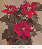 Blomsterdyrkning under Glas. De vigtigste Handelskkulturer