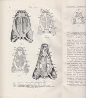 Sassenisaurus, a new Genus of Eotriassic Stegocephalians from Spitsbergen