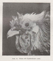 Lehrbuch der Gefl&uuml;gelkrankheiten