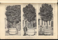 Linn&eacute;minnen i Uppsala botaniska tr&auml;dg&aring;rd. Kritisk unders&ouml;kning. Af F. R. Kjellman. Med 3 taflor och 8 bilder i texten. Meddelad den 8 juni 1904