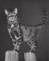 US Camera Annual 1951. American-International