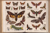 Atlas &ouml;ver fj&auml;rilar och larver. 25 planscher i f&auml;rg med 326 naturtrogna avbildningar j&auml;mte f&ouml;rklarande text av A. Kemner. Med f&ouml;rord av docent Simon Bengtsson