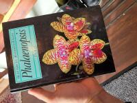 Phalaenopsis 