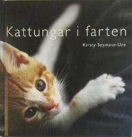 Kattungar i farten