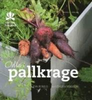 Odla i pallkrage