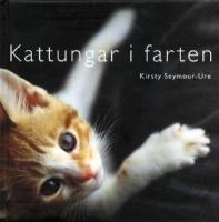 Kattungar i farten