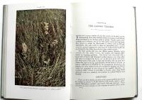 Wild Orchids of Britain. With a Key to the Species 