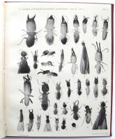 Termitenstudien. 3. Systematik der Termiten. Die Familie Metatermitid&aelig;