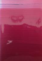 Pedro Cabrita Reis : feb-june 2001 : the silence within