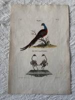"Pheasant.Tab II"