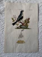 "Rhine Shrike. Tab XLVIII"