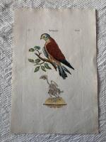 "Kestrel"