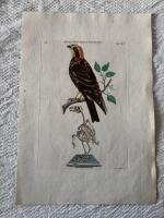 "Bird of Prey.Tab LV"