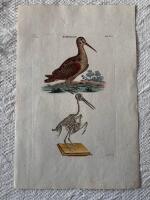 "Woodcock. Tab XC"