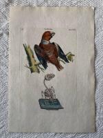 "Crossbill. Tab LXXV"