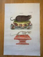 "Water Rat. Tab LXXXIV"
