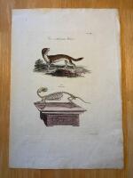 "Weasel. Tab XXVI"